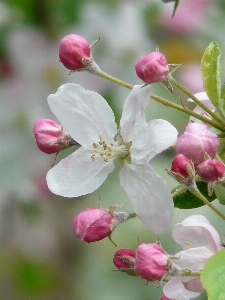 Tree branch blossom plant Photo