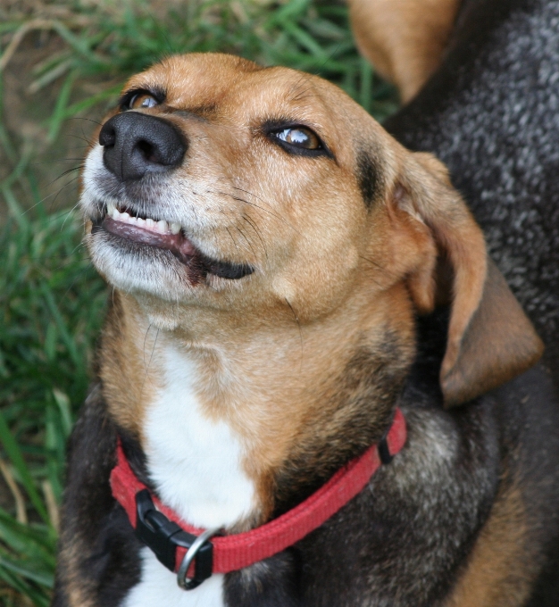 小狗 狗 犬科动物 宠物