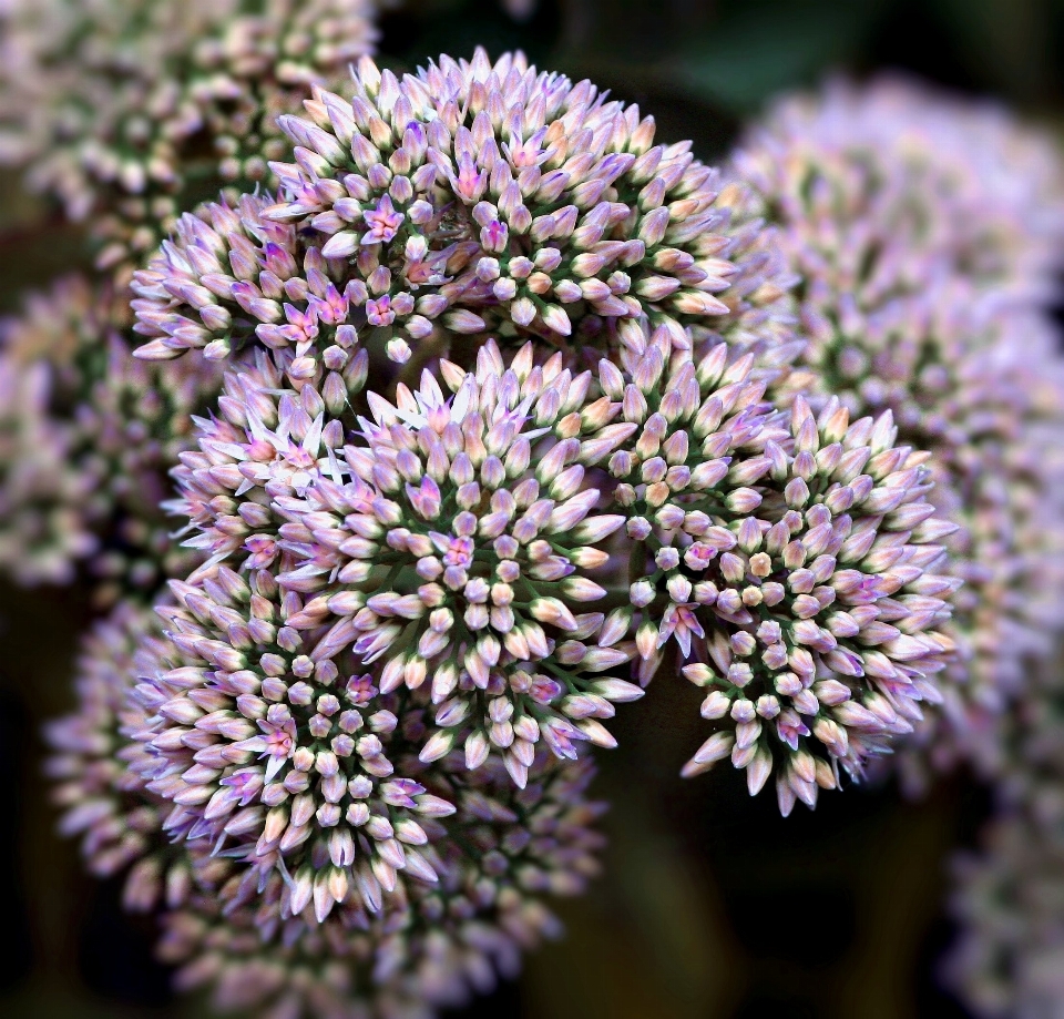 Landscape nature growth plant