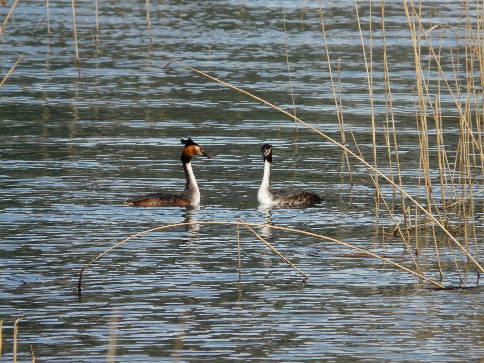 Water bird animal pond