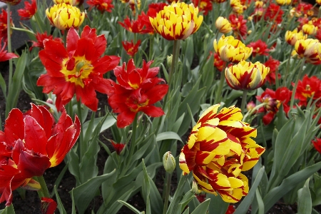 Landscape nature blossom growth Photo