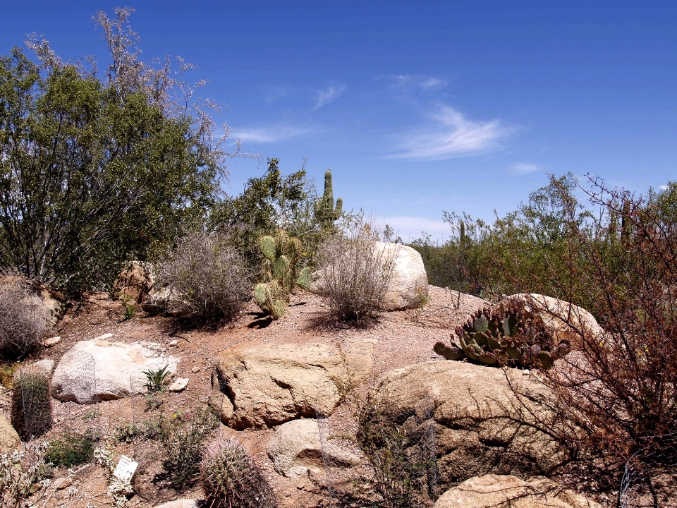 Paysage arbre nature rock