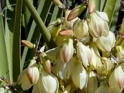 Landscape nature blossom growth Photo