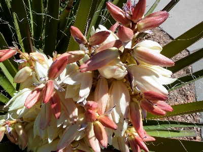 Landscape nature blossom growth Photo