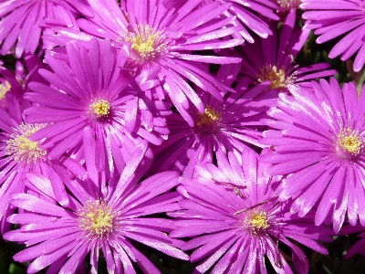 Blossom plant flower purple Photo