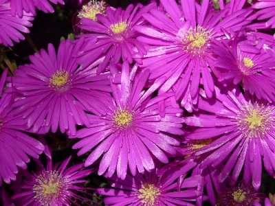 Blossom plant flower purple Photo