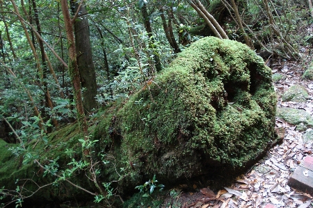 Tree forest plant trunk Photo