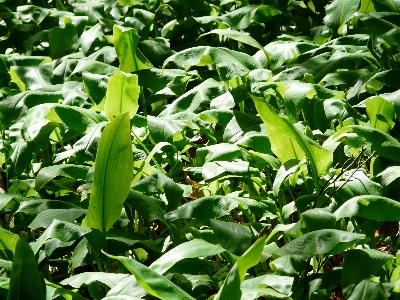 Plant field leaf flower Photo