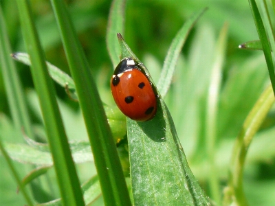 Nature grass leaf flower Photo