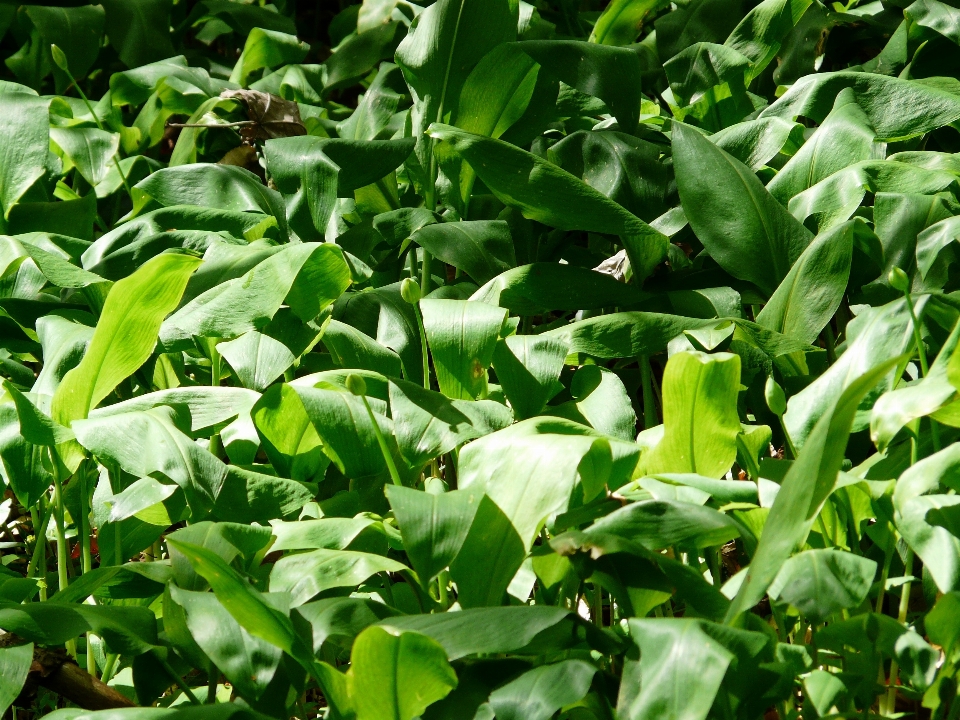 Plant leaf flower bloom