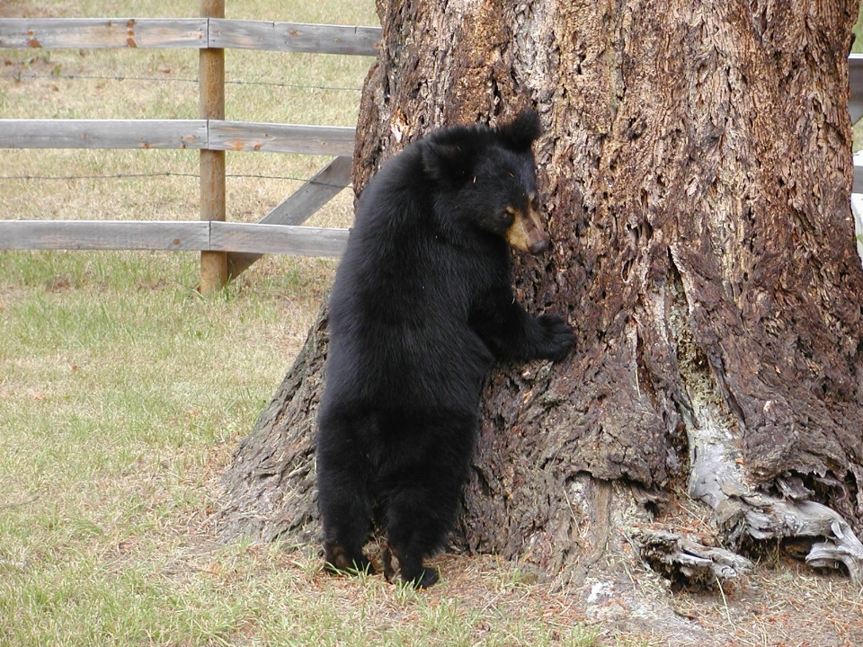 フェンス 動物 クマ 野生動物