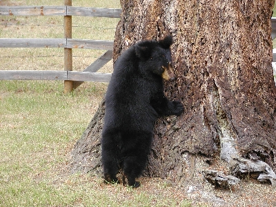 Fence animal bear wildlife Photo