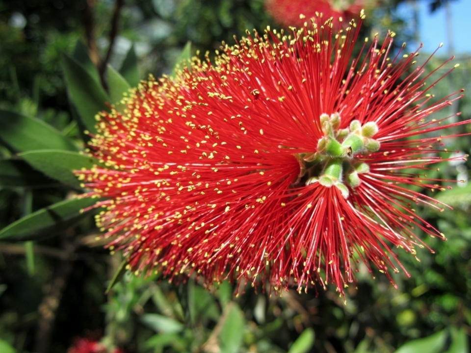 Natura fiore pianta petalo