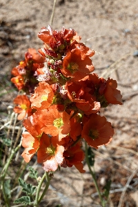 Landscape nature blossom growth Photo