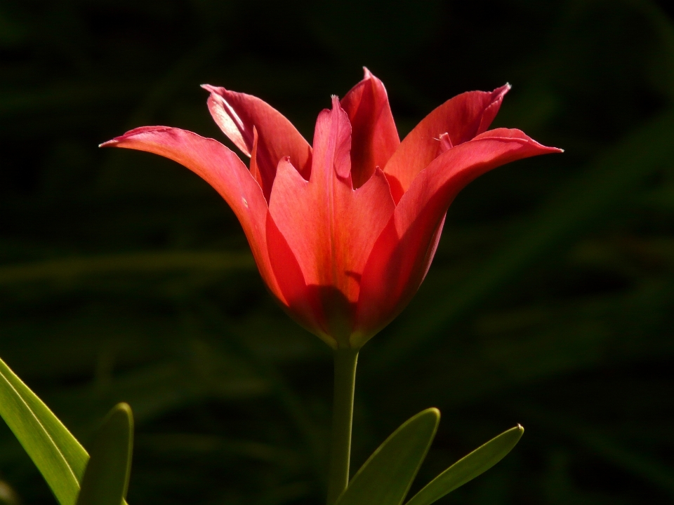 Landscape nature outdoor blossom