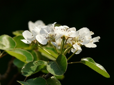 Photo Arbre bifurquer fleurir usine