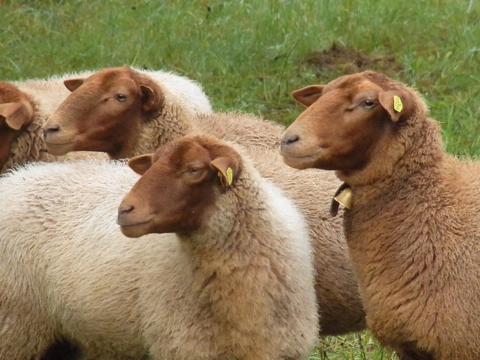 Kambing padang rumput
 domba mamalia