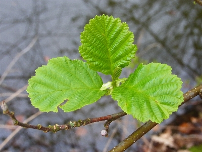 Tree nature forest branch Photo