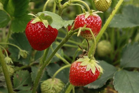 Plant fruit berry flower Photo