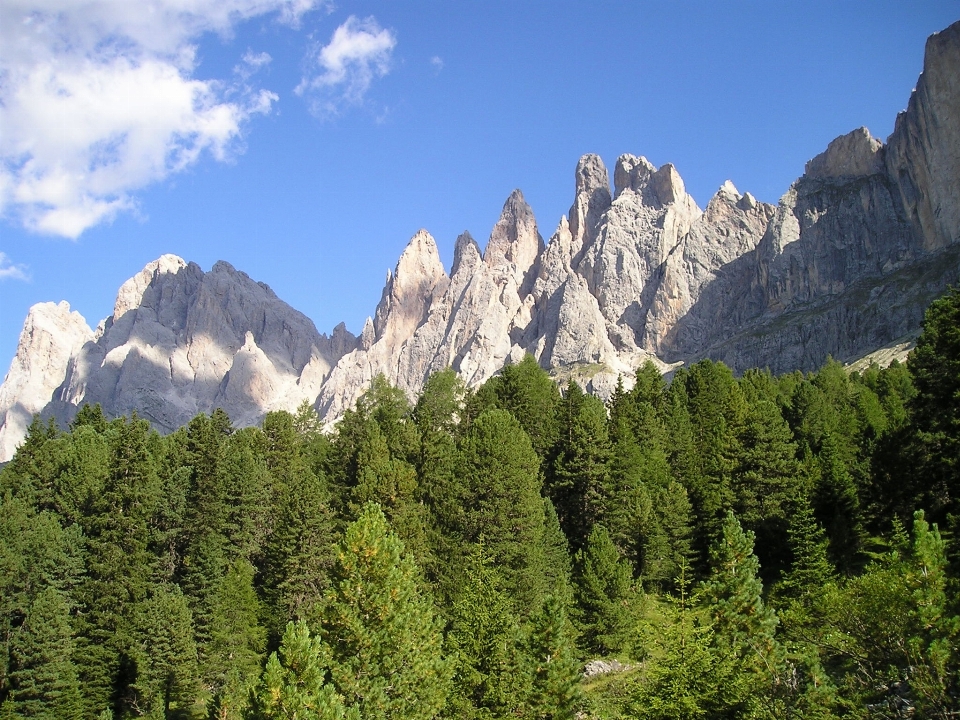 Tree nature forest rock