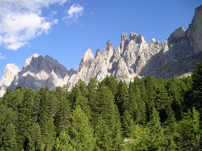 Tree nature forest rock Photo