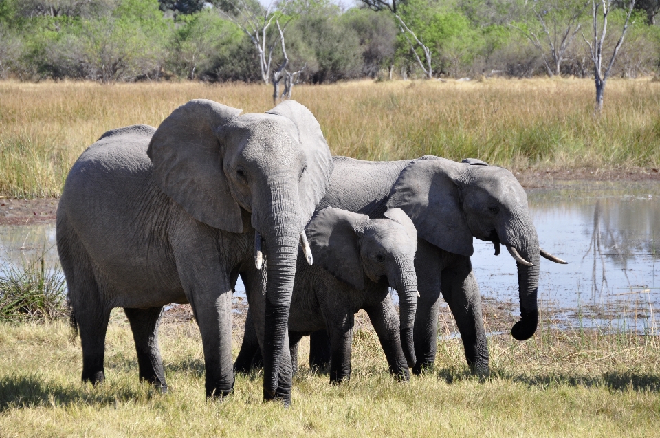 Adventure animal wildlife herd