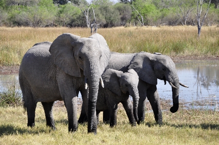 Adventure animal wildlife herd Photo