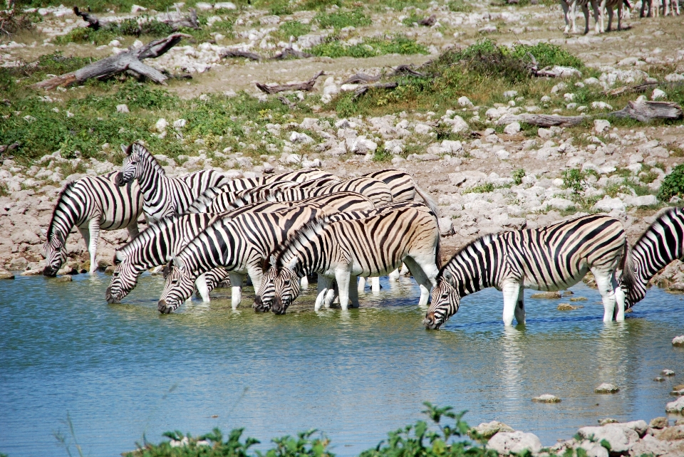 Agua aventura fauna silvestre zoo