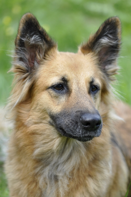 Perro animal retrato mamífero