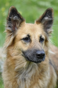 Dog animal portrait mammal Photo