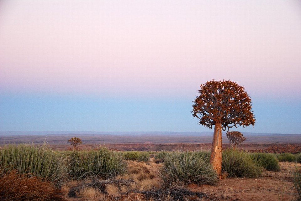 Landscape tree nature grass