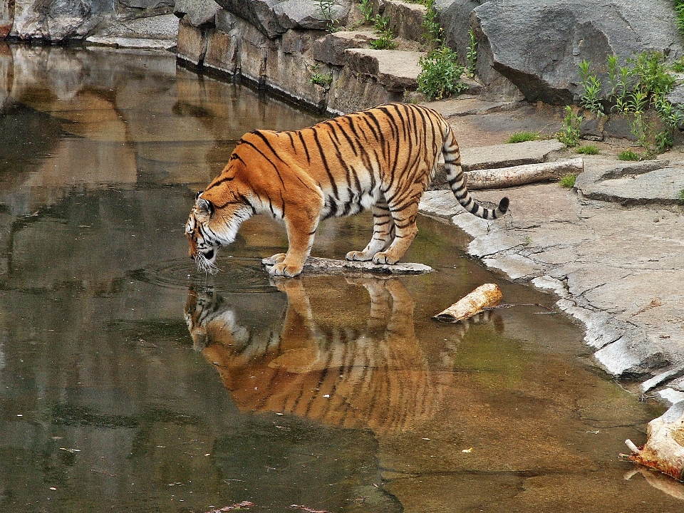 Ricreazione animali selvatici zoo giungla