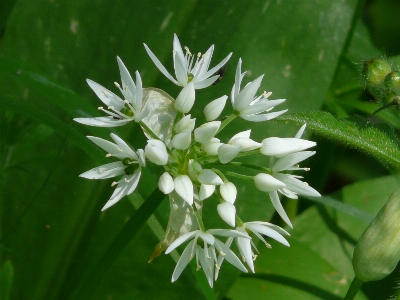 Blossom plant white flower Photo