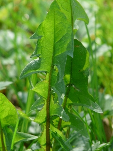 木 草 植物 草原
 写真