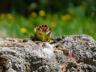 Nature blossom light plant Photo