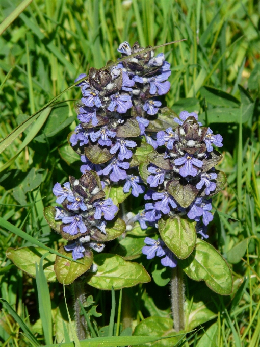 Anlage blume kraut insekt