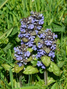 Plant flower herb insect Photo