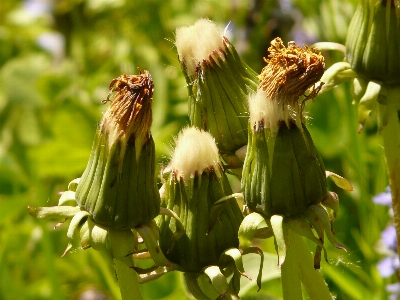 Foto Alam rumput mekar tanaman