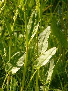 Gras anlage feld rasen Foto