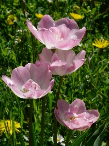 風景 自然 アウトドア 花 写真