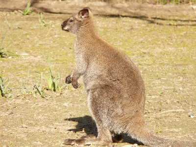 Foto Satwa margasatwa mamalia fauna