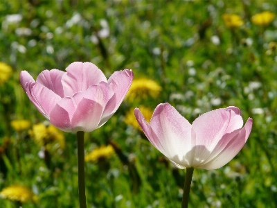 風景 自然 アウトドア 花 写真