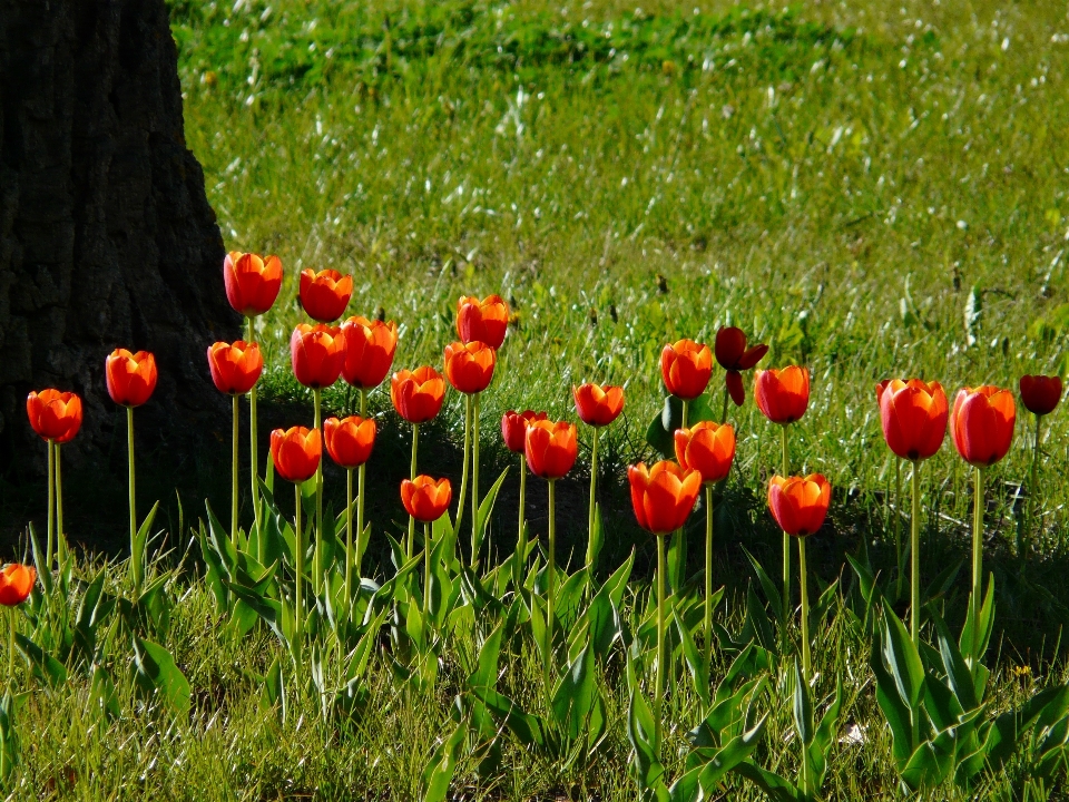 Landscape nature grass outdoor