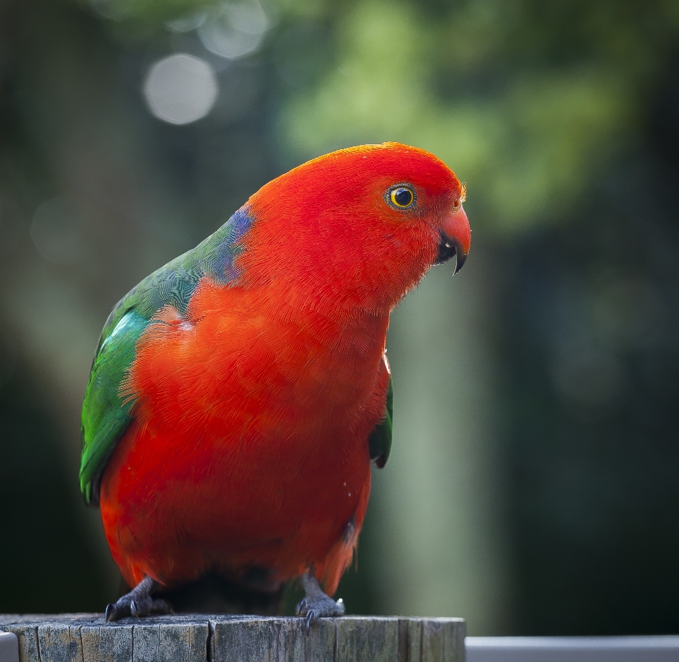 Pássaro animal animais selvagens vermelho