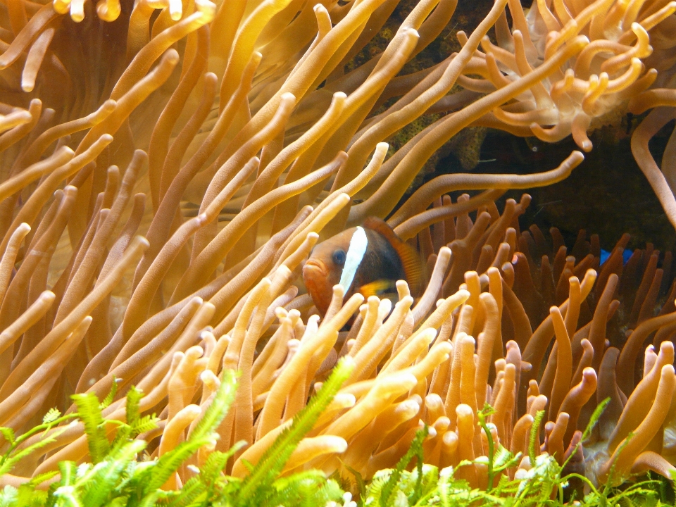 Tier unter wasser biologie bunt