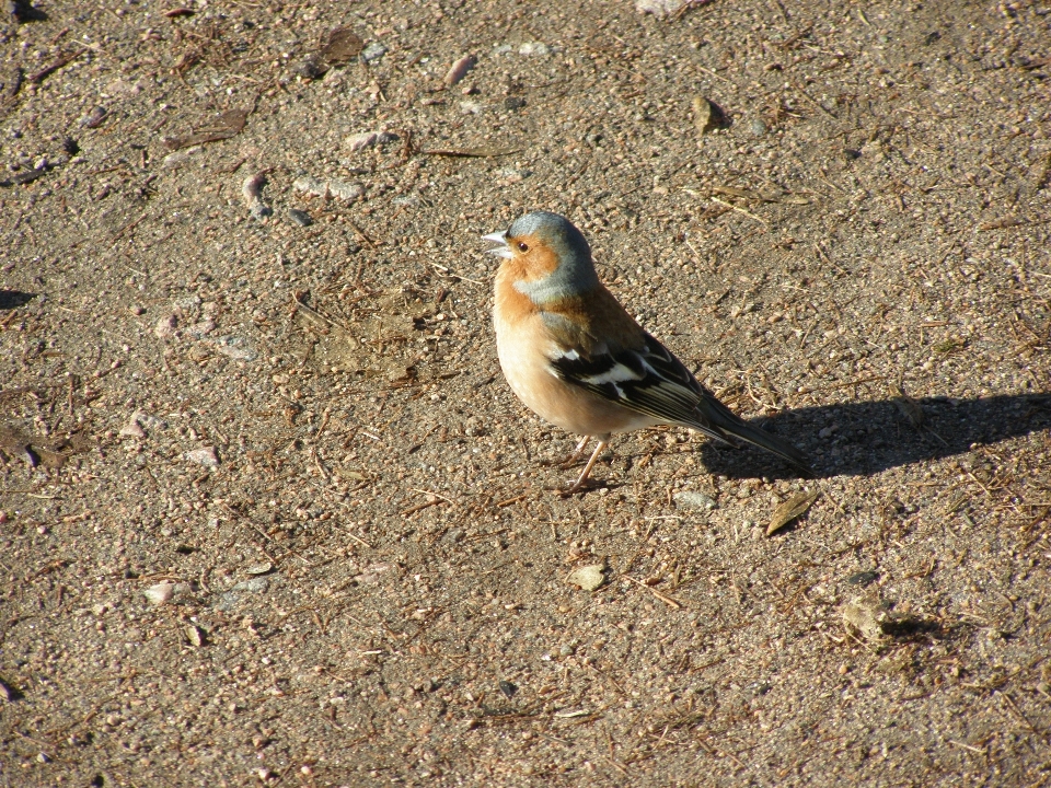 Bird wildlife spring beak