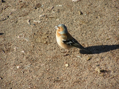 Bird wildlife spring beak Photo