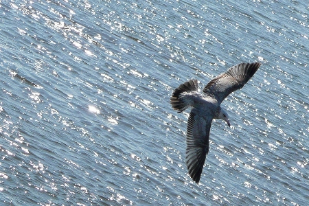 Water ocean bird wing Photo