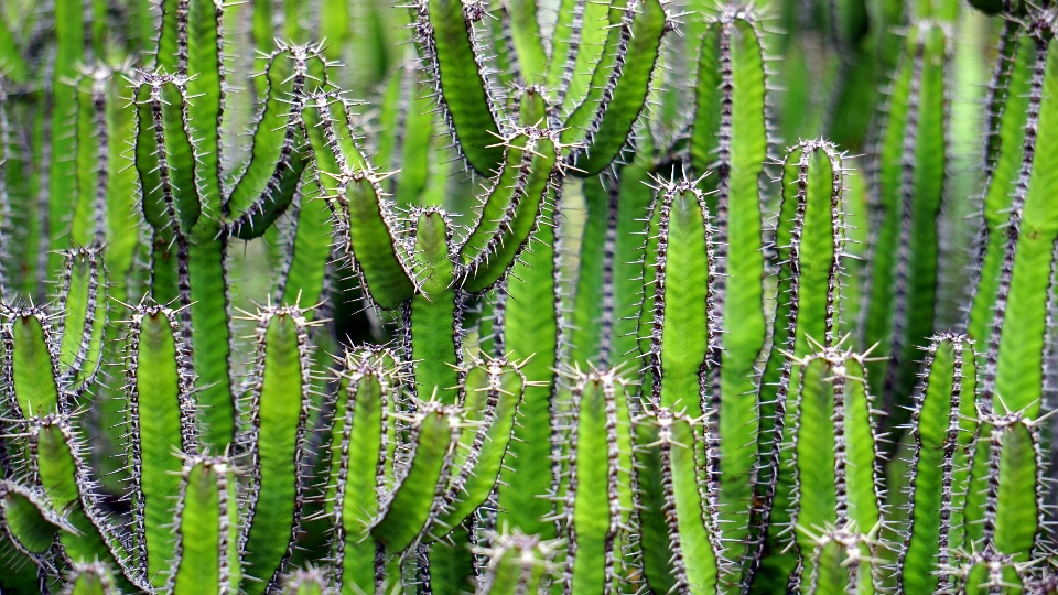 Cactus
 usine fleur vert