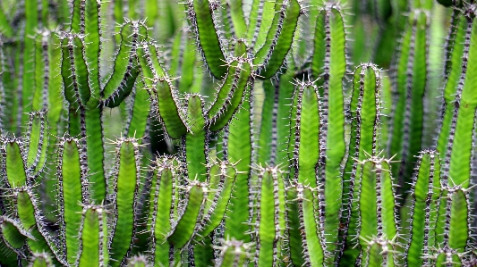 Cactus plant flower green Photo